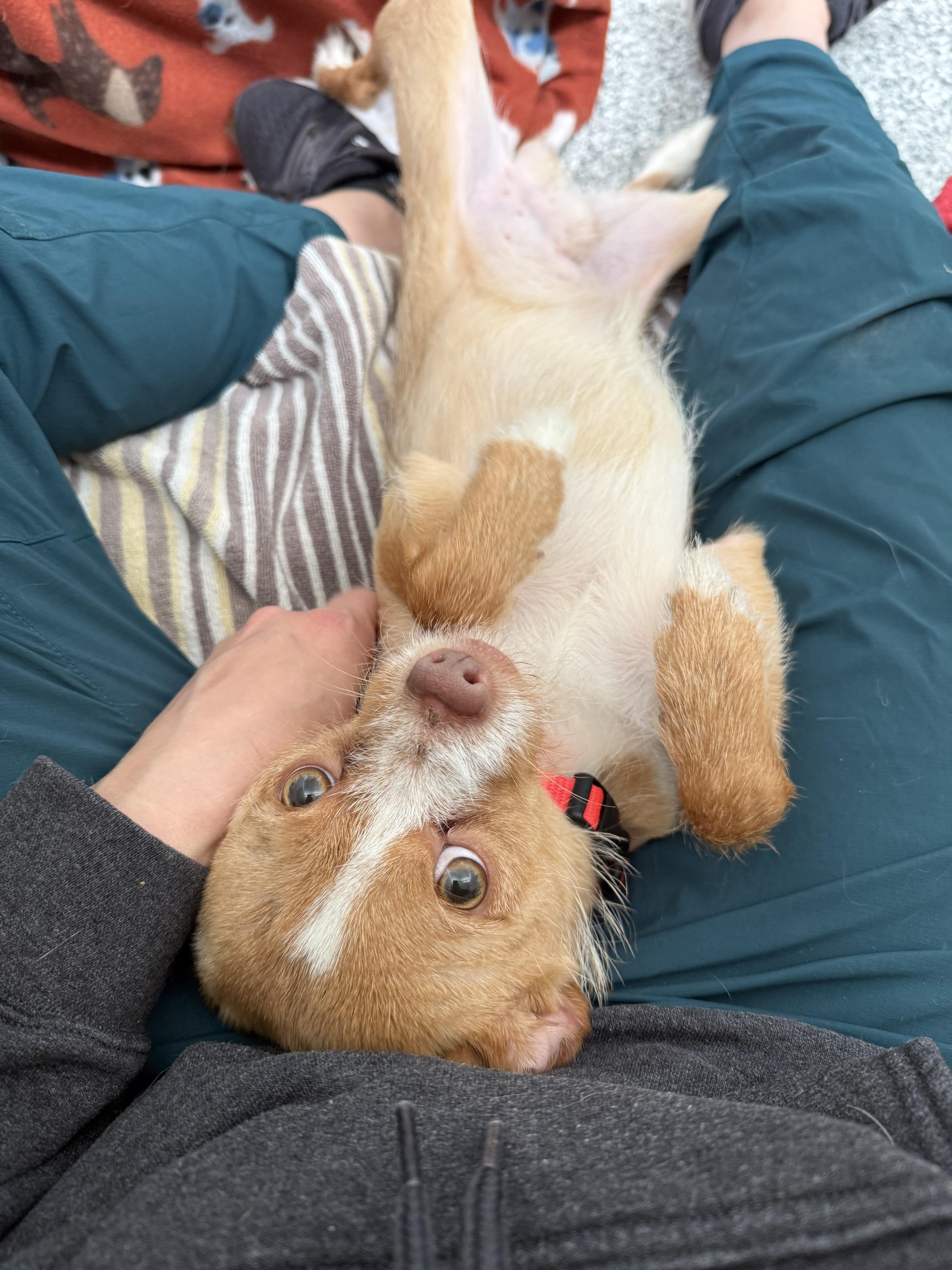 Pickle, a ADOPTABLE mixed breed in Indianapolis, IN image 5/5