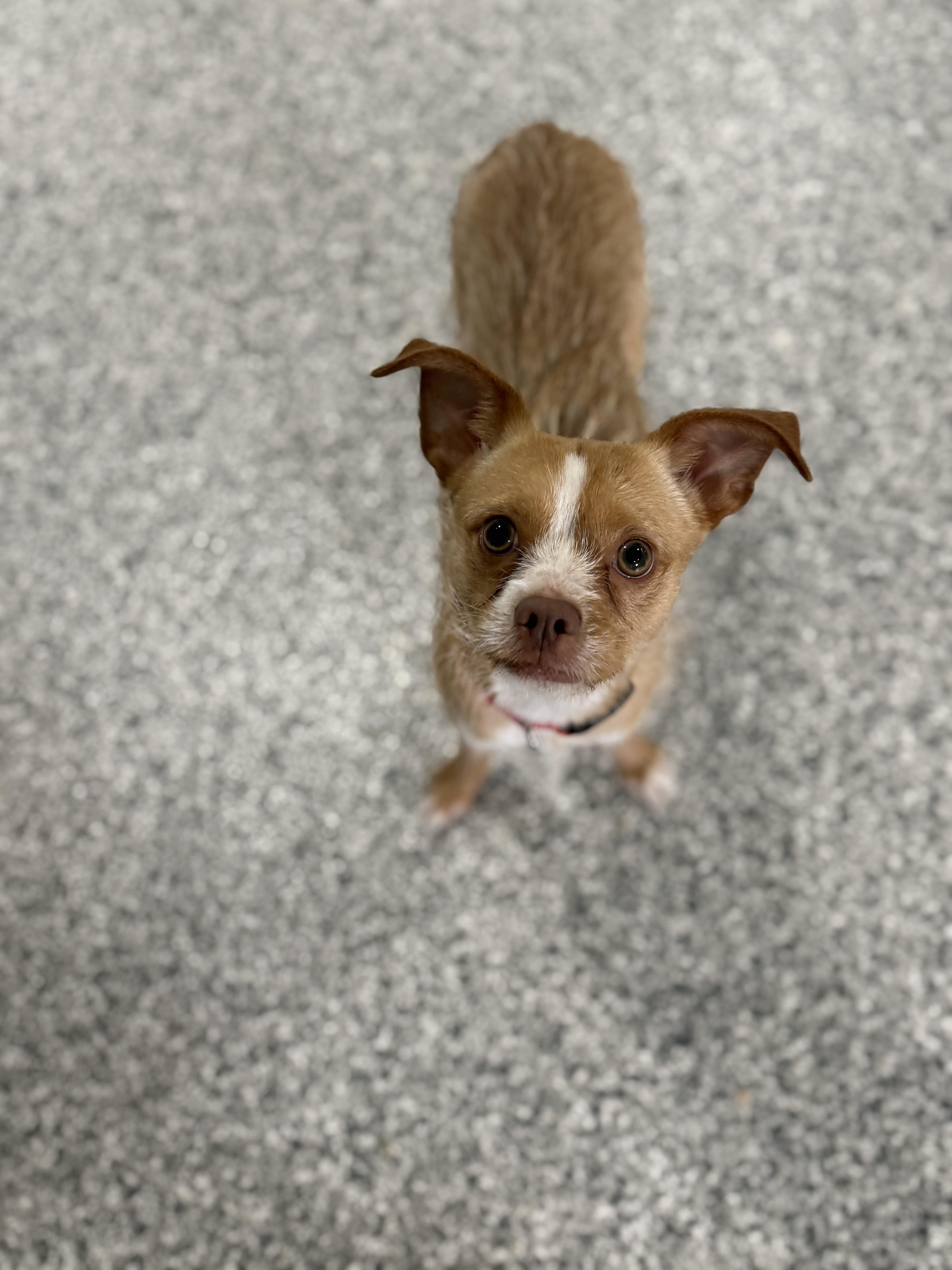 Pickle, a ADOPTABLE mixed breed in Indianapolis, IN image 3/5