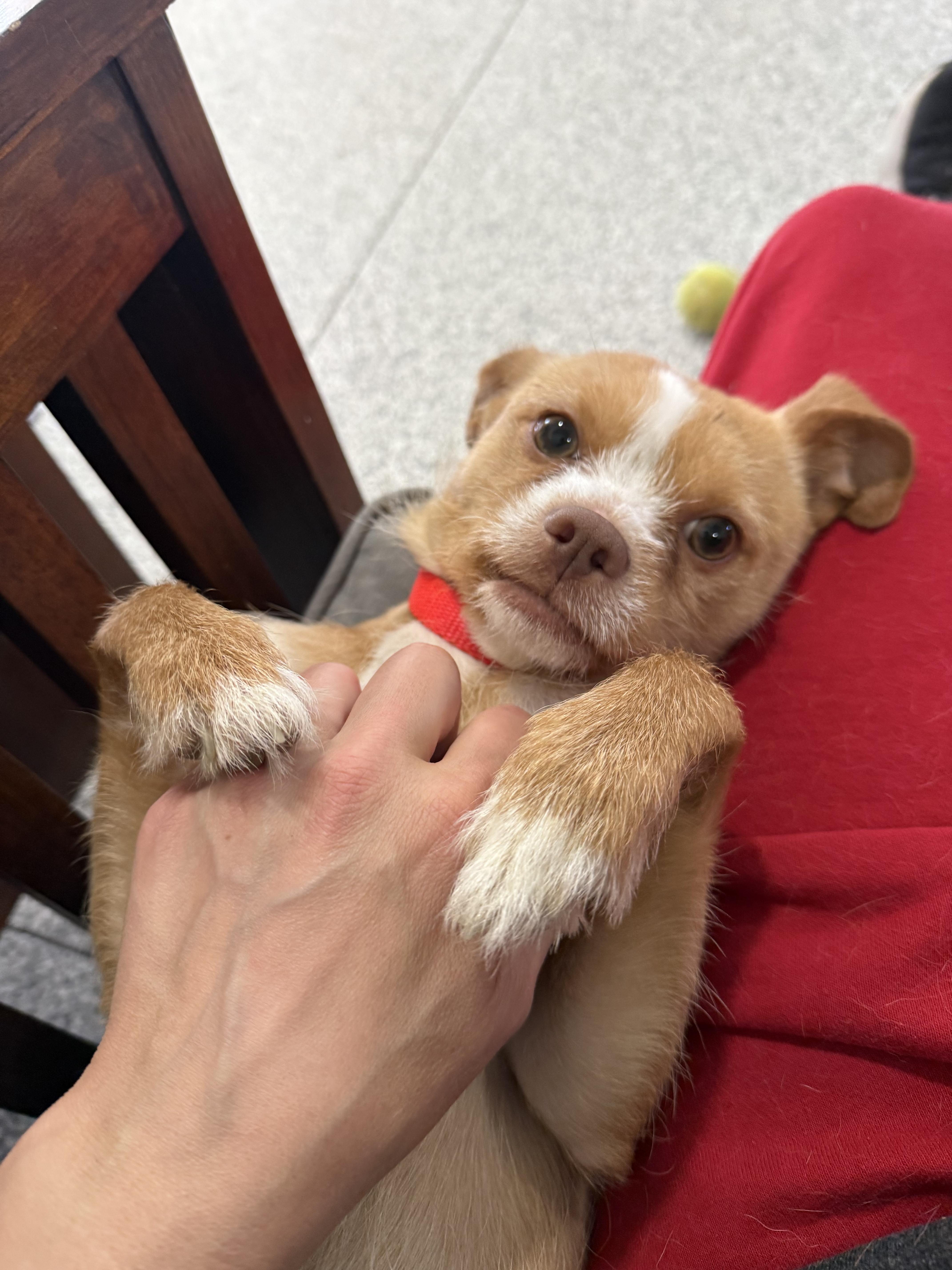 Pickle, a ADOPTABLE mixed breed in Indianapolis, IN image 2/5
