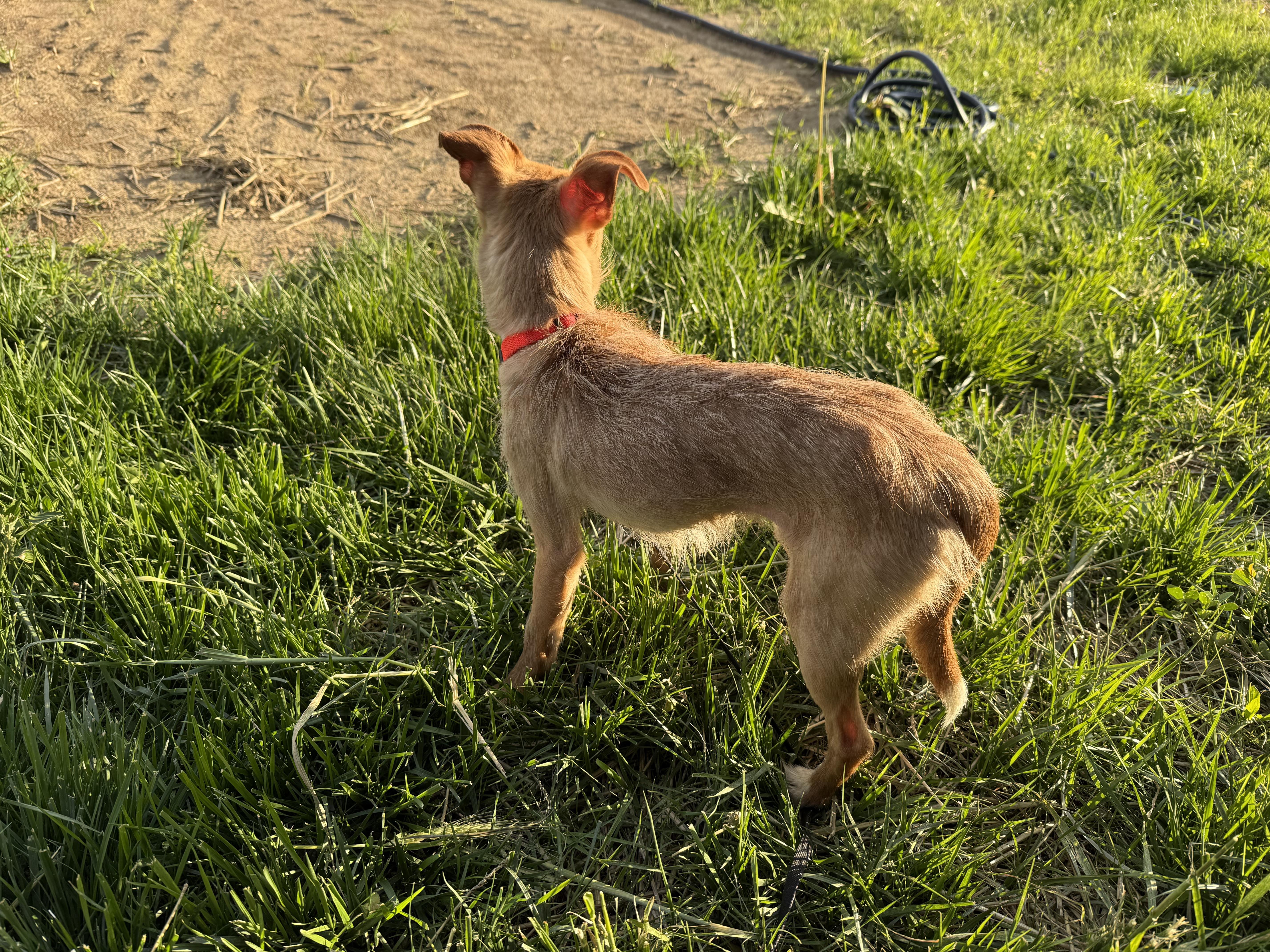 Pickle, a ADOPTABLE mixed breed in Indianapolis, IN image 4/5