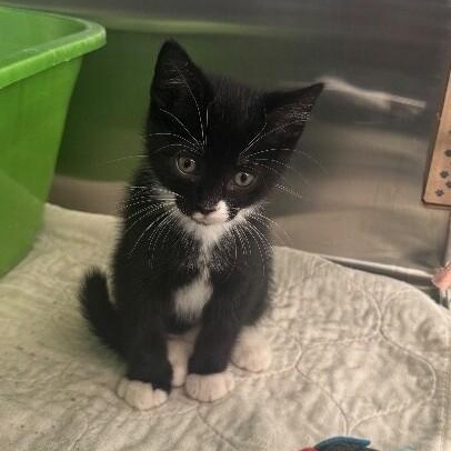 HP, a ADOPTABLE Domestic Short Hair in La Crescent, MN image 1/4