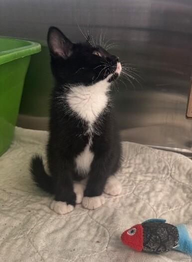 HP, a ADOPTABLE Domestic Short Hair in La Crescent, MN image 2/4