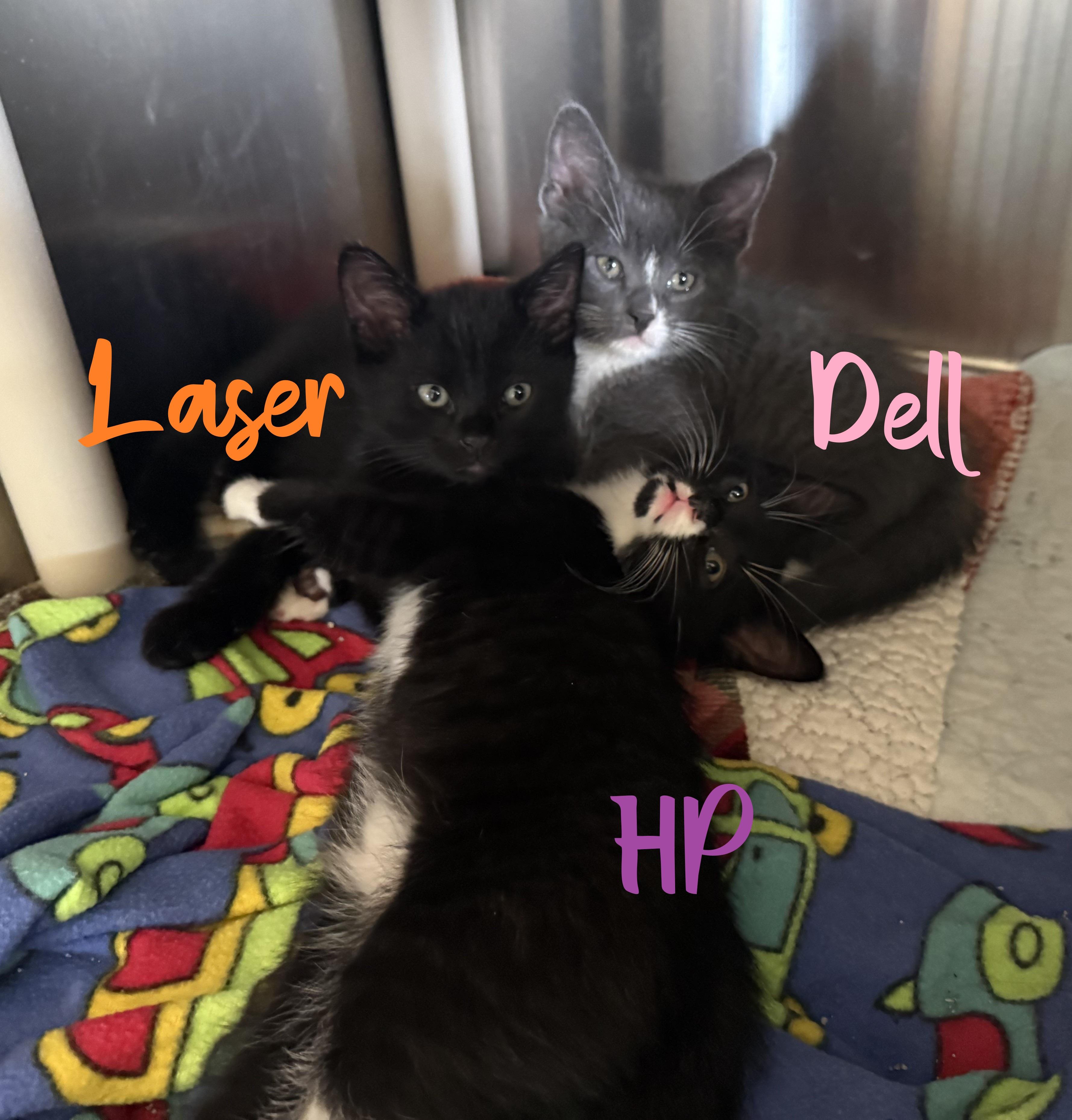 HP, a ADOPTABLE Domestic Short Hair in La Crescent, MN image 3/4