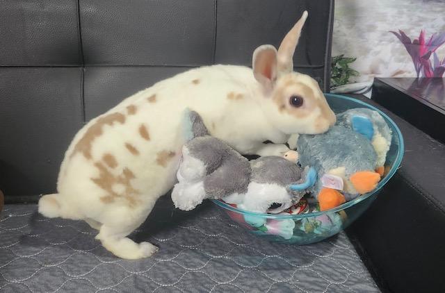 Ginger, Adoptable, Adult Female Mini Rex.