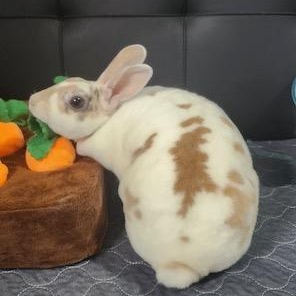 Enlarge Ginger, a Adoptable Mini Rex in Navarre, FL image 2/2