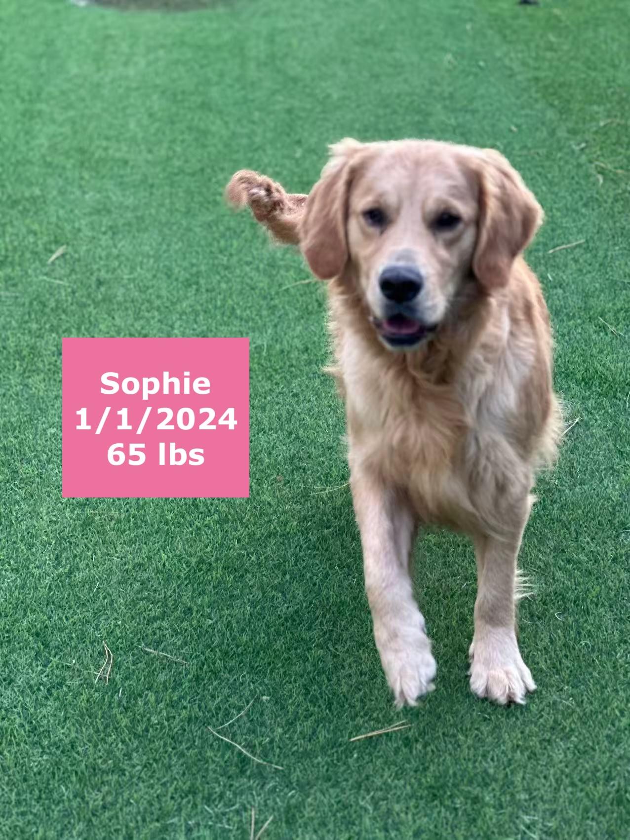 Sophie, Adoptable, Young Female Golden Retriever.