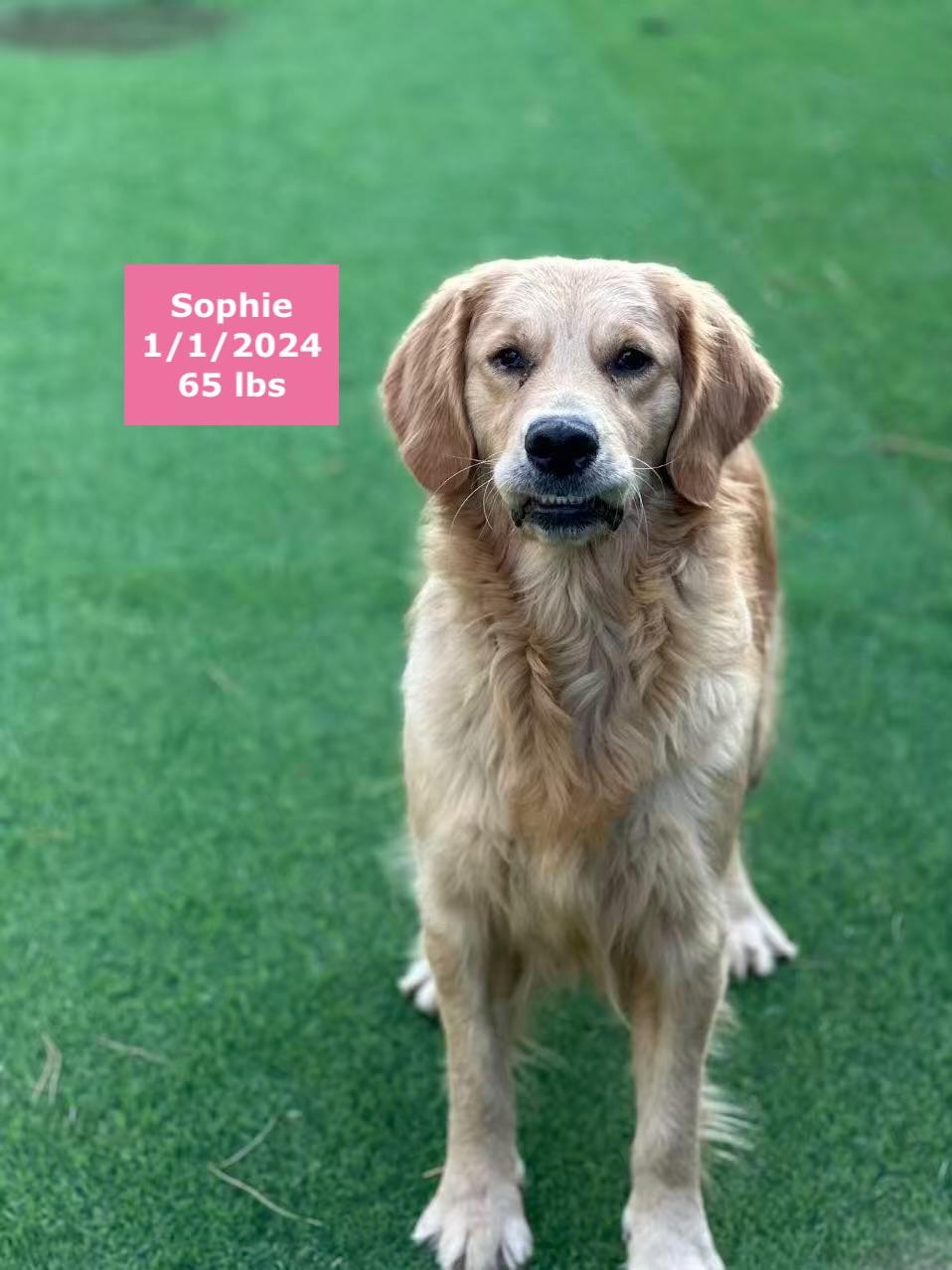 Sophie, a Adoptable Golden Retriever in West Hollywood, CA image 2/5