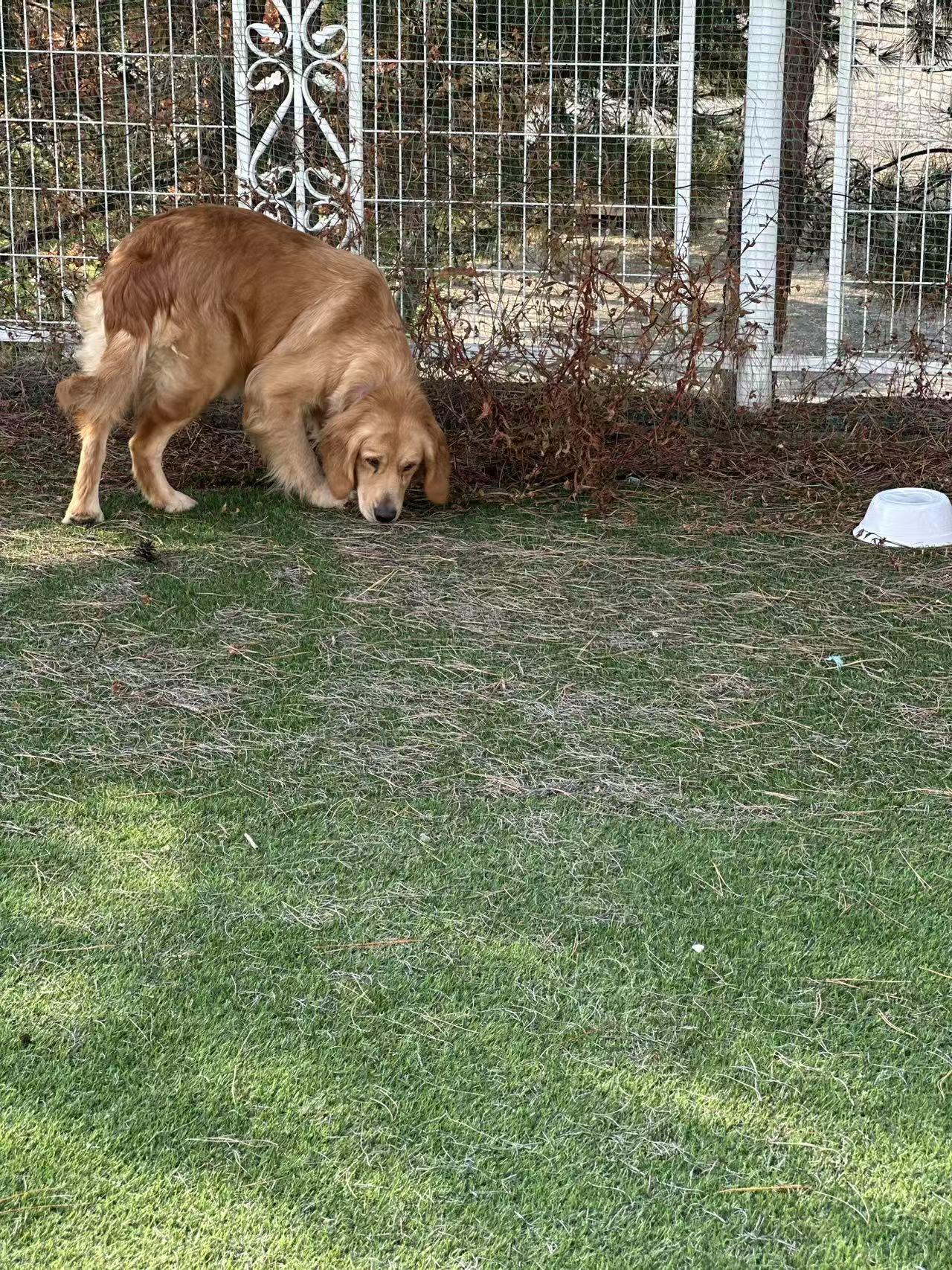 Sophie, a Adoptable Golden Retriever in West Hollywood, CA image 3/5