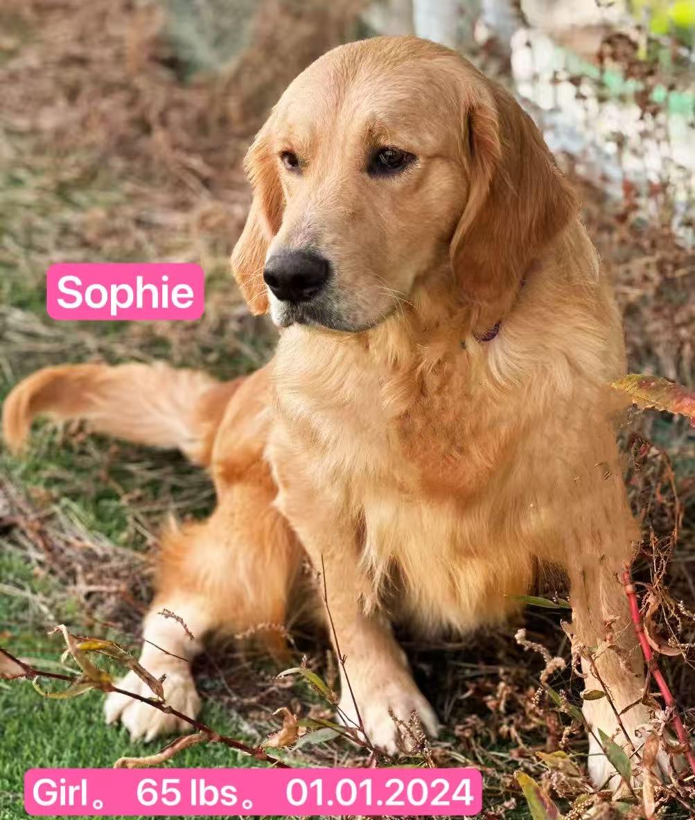Sophie, a Adoptable Golden Retriever in West Hollywood, CA image 4/5