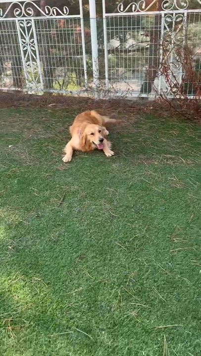 Enlarge Sophie, a Adoptable Golden Retriever in West Hollywood, CA video 5/5