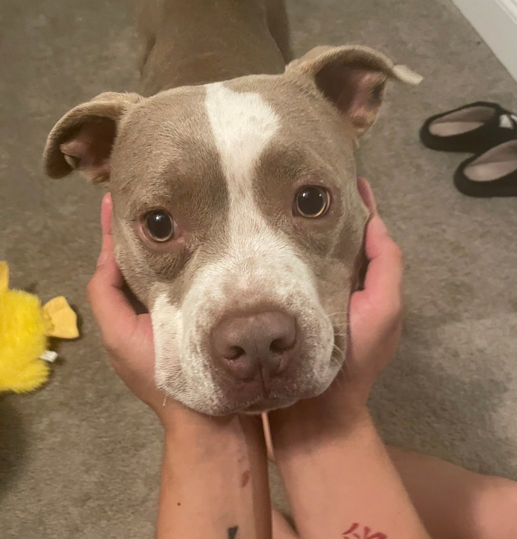 Mochi, Adopted, Young Male Pit Bull Terrier.