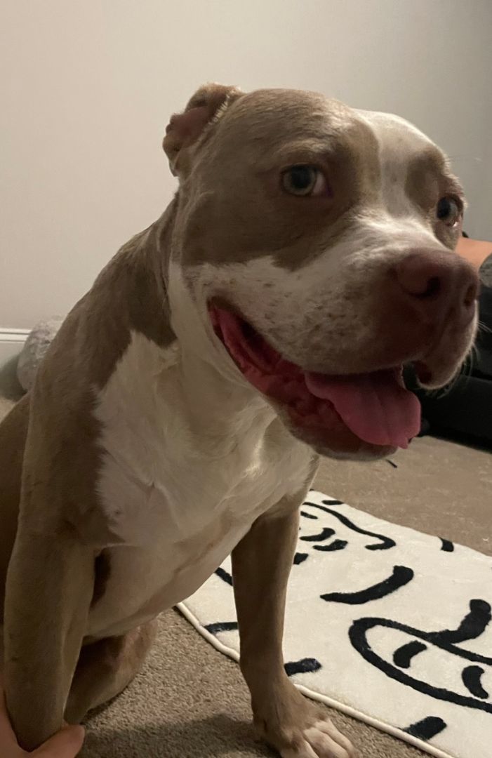 Mochi, Adopted, Young Male Pit Bull Terrier.