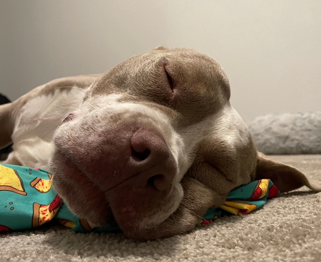 Enlarge Mochi, a Adopted mixed breed in Stone Mountain, GA image 3/6