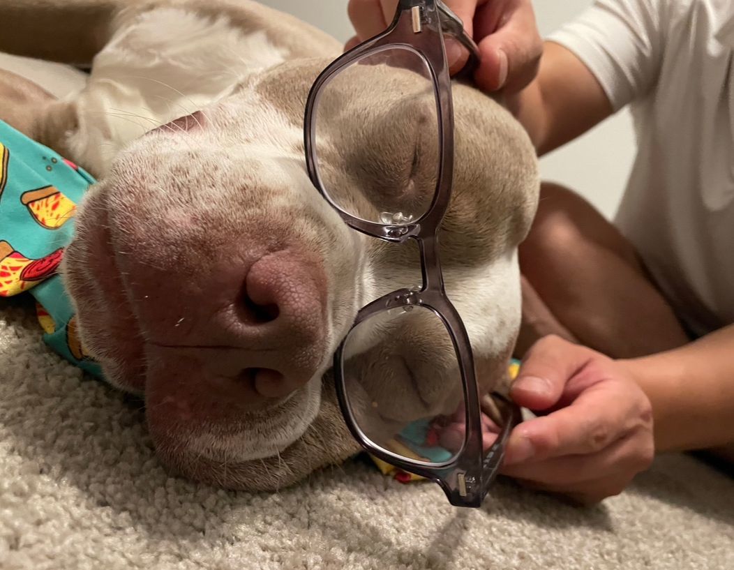 Enlarge Mochi, a Adopted mixed breed in Stone Mountain, GA image 4/6