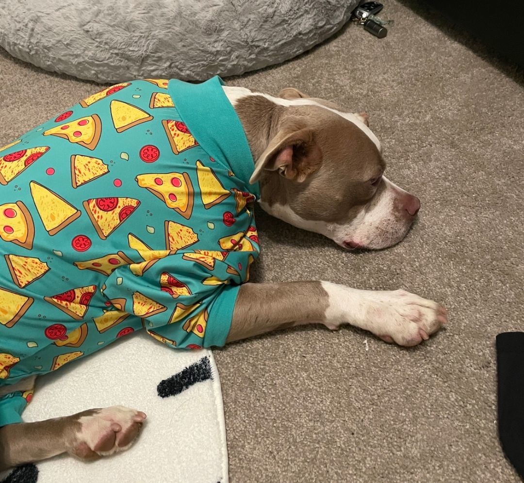 Enlarge Mochi, a Adopted mixed breed in Stone Mountain, GA image 6/6