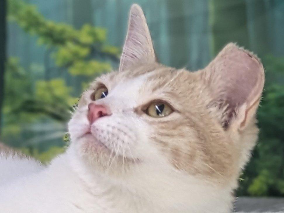 Toddy, ADOPTABLE, Young Male Domestic Short Hair & Tabby.