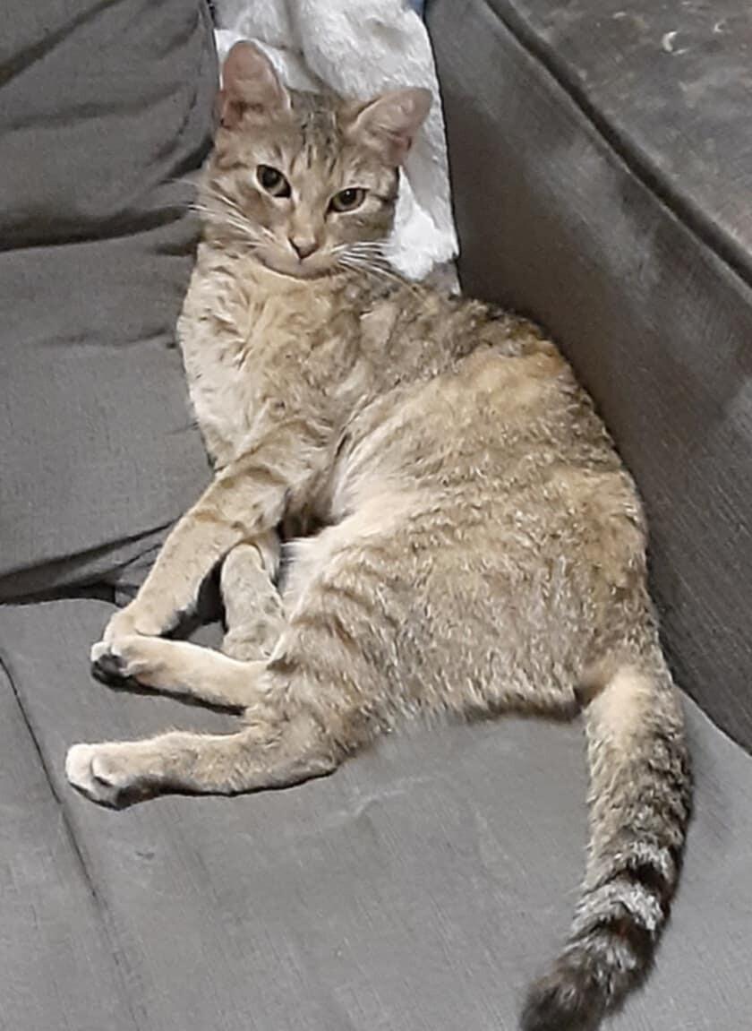 Enlarge Take Off, a Adoptable Domestic Short Hair in North Babylon, NY image 3/5