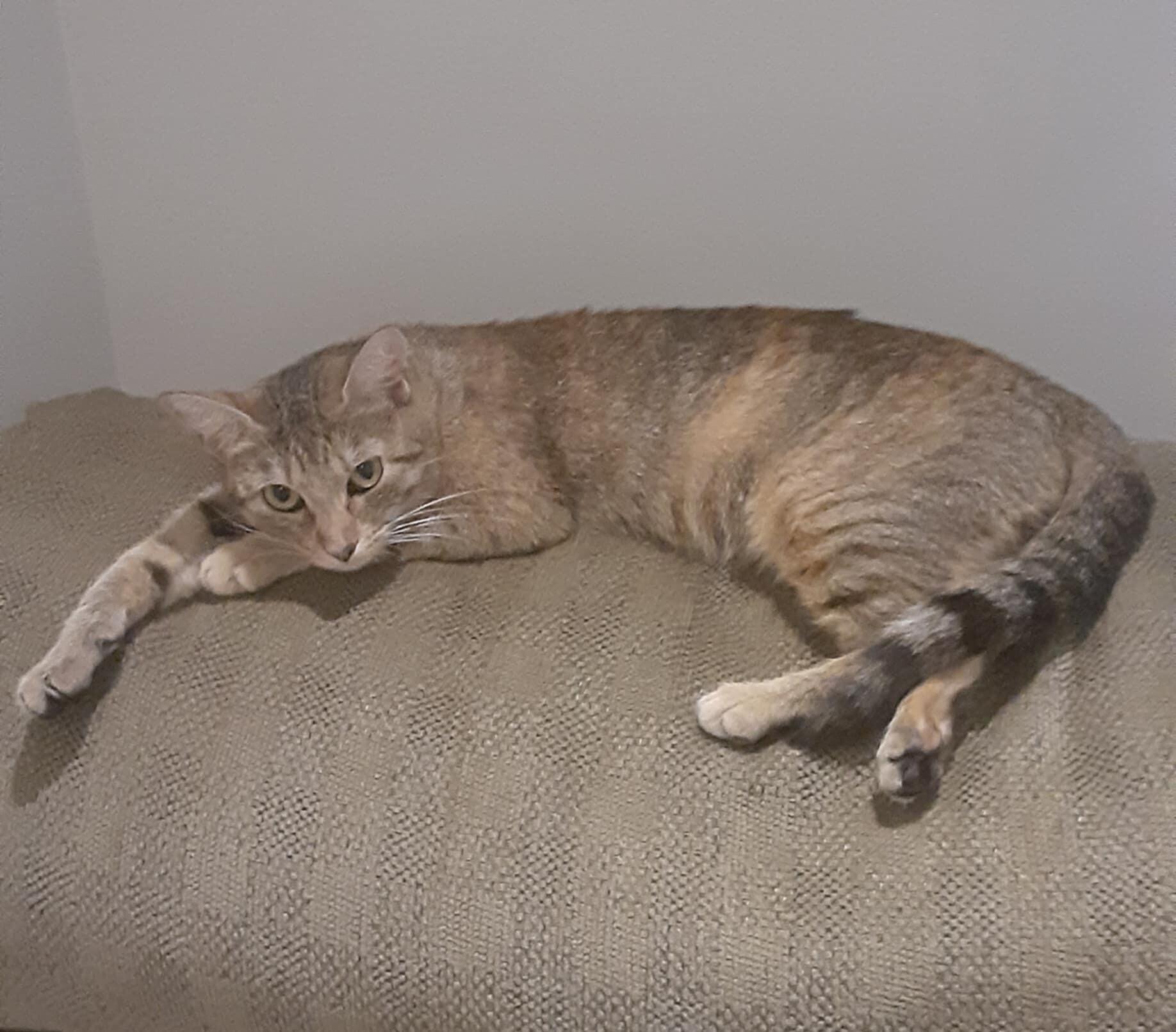 Enlarge Take Off, a Adoptable Domestic Short Hair in North Babylon, NY image 4/5