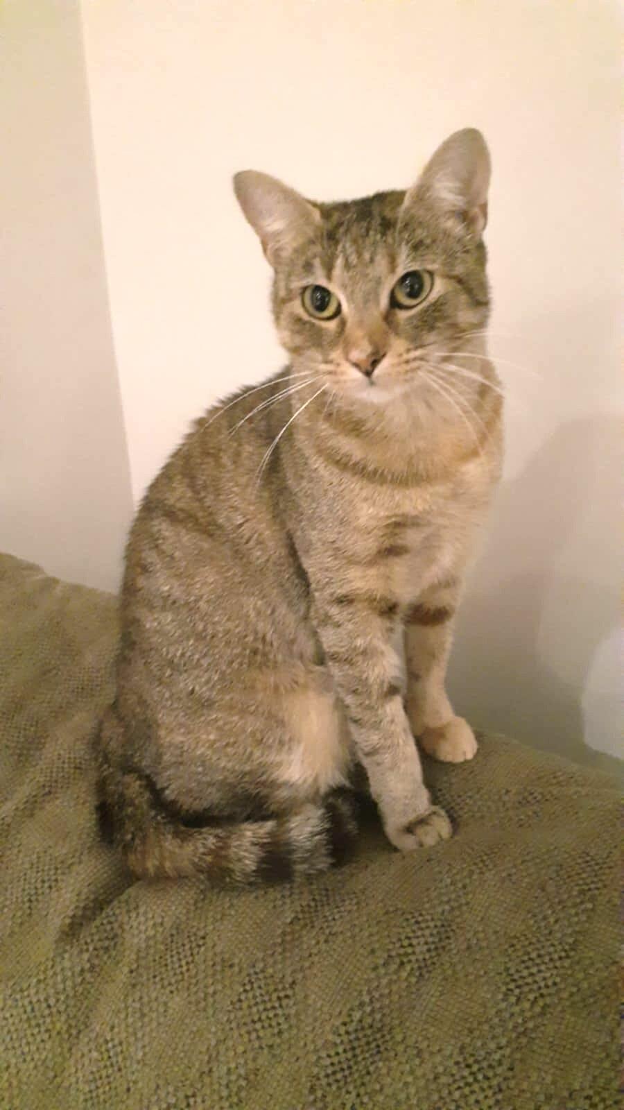 Enlarge Take Off, a Adoptable Domestic Short Hair in North Babylon, NY image 5/5