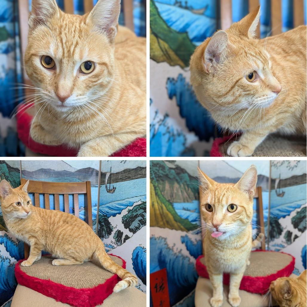 Freyr Fred — thumbnail 2