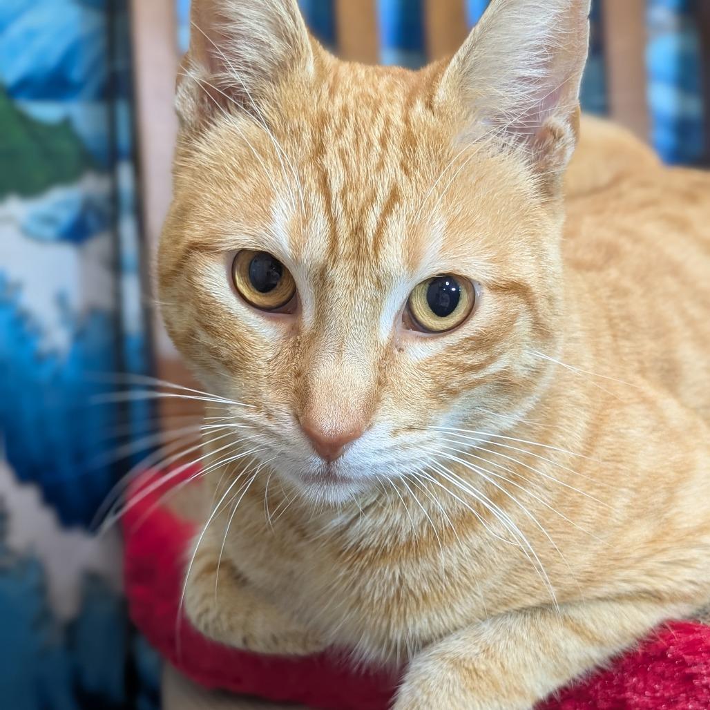 Freyr Fred — thumbnail 4