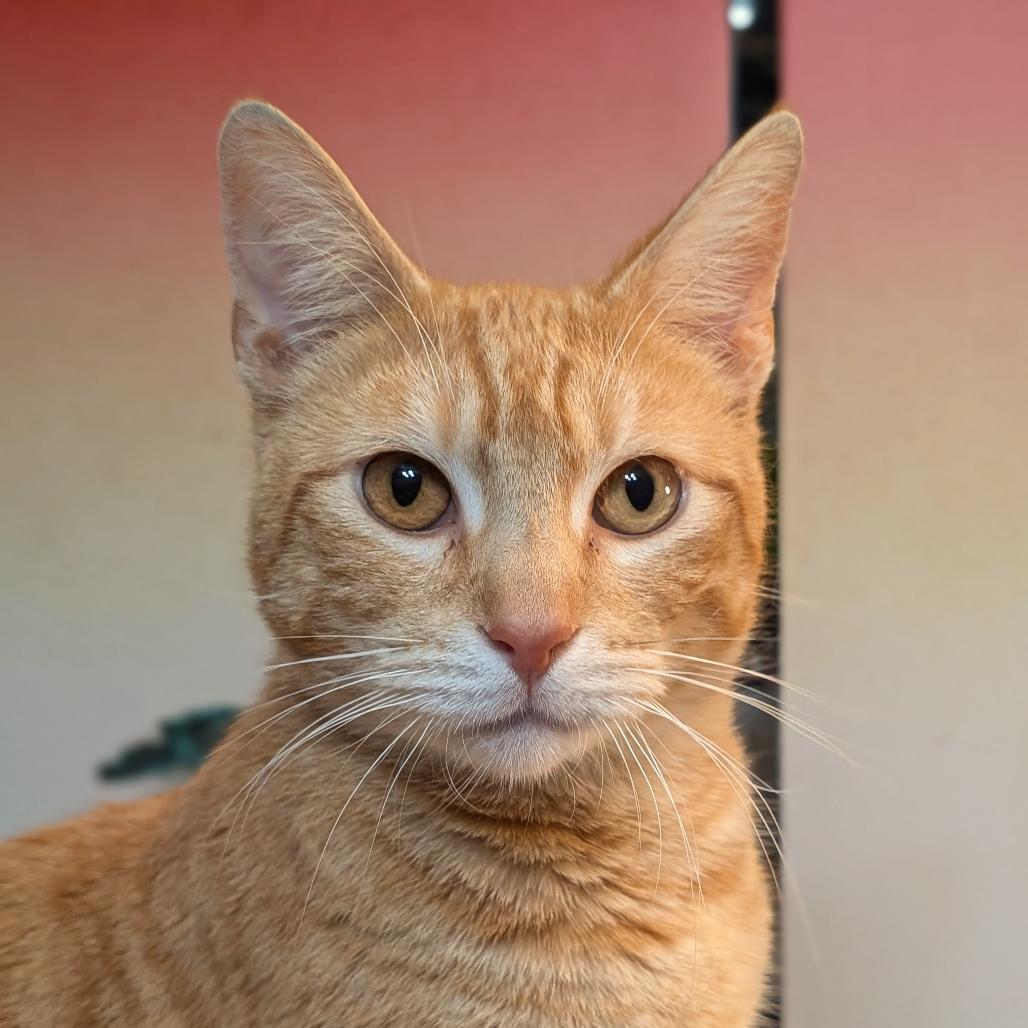 Freyr Fred — thumbnail 6