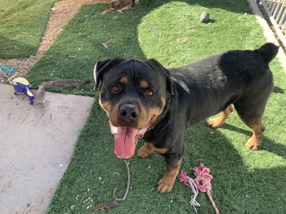 Gazan, a Adoptable Rottweiler image 1/4
