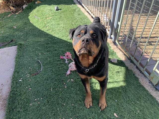 Gazan, a Adoptable Rottweiler image 3/4