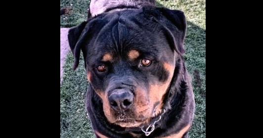 Gazan, a Adoptable Rottweiler in Gilbert, AZ image 4/4