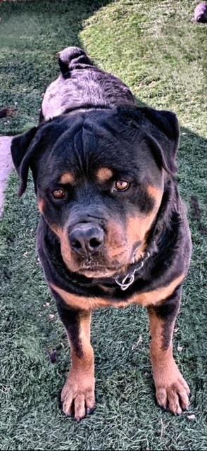 Gazan, a Adoptable Rottweiler image 4/4