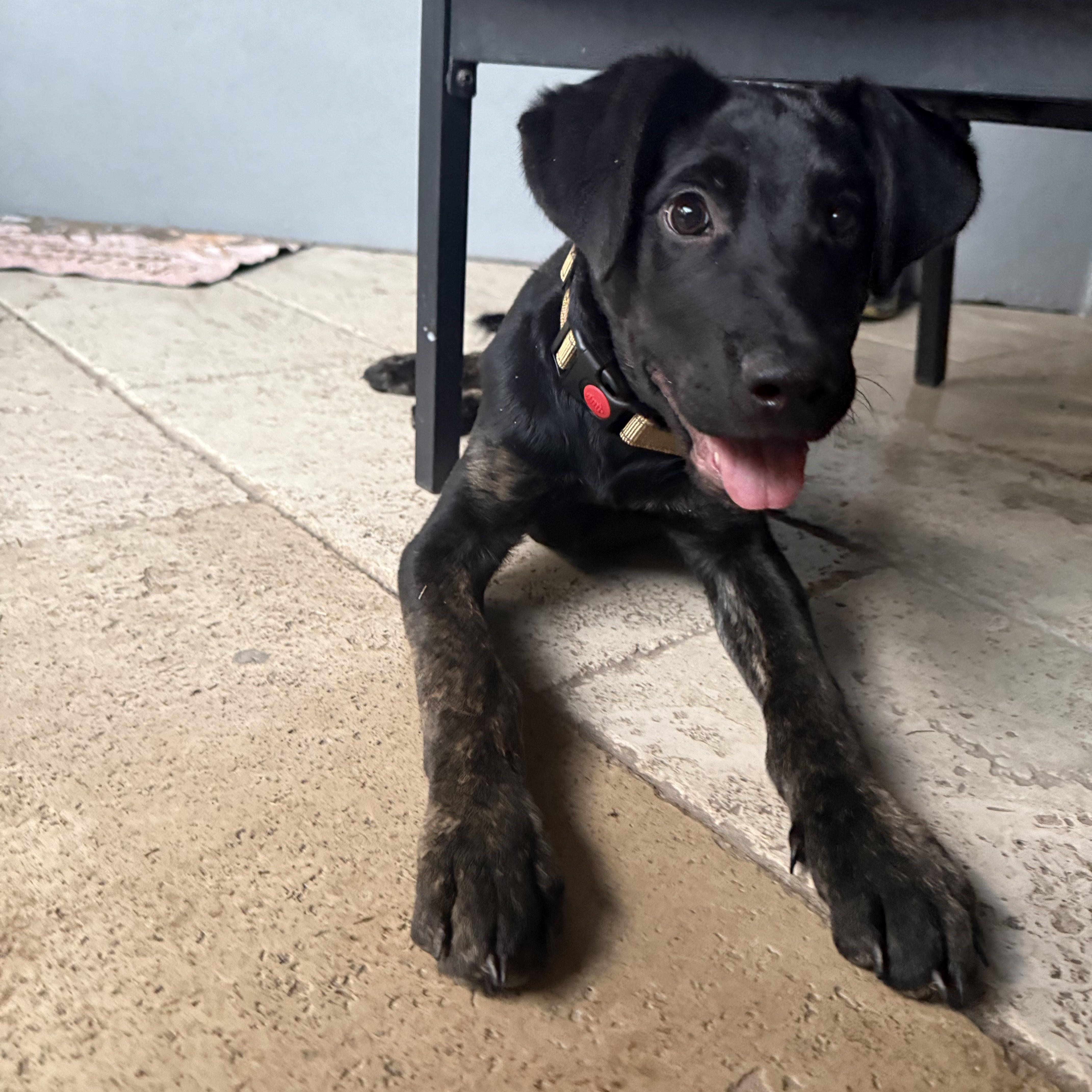 Enlarge Chance, an adopted mixed breed in Williston, VT image 2/4