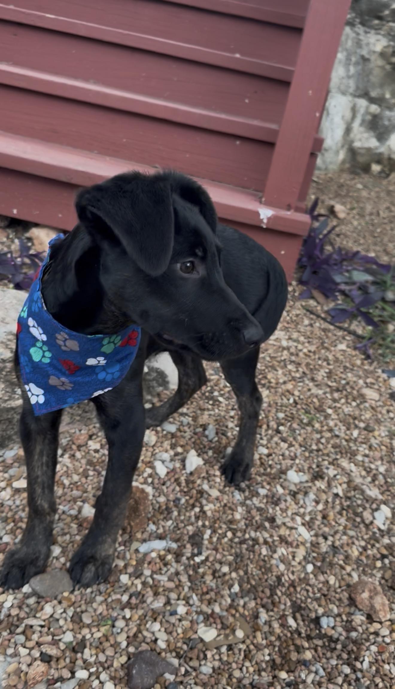 Enlarge Chance, an adopted mixed breed in Williston, VT image 4/4