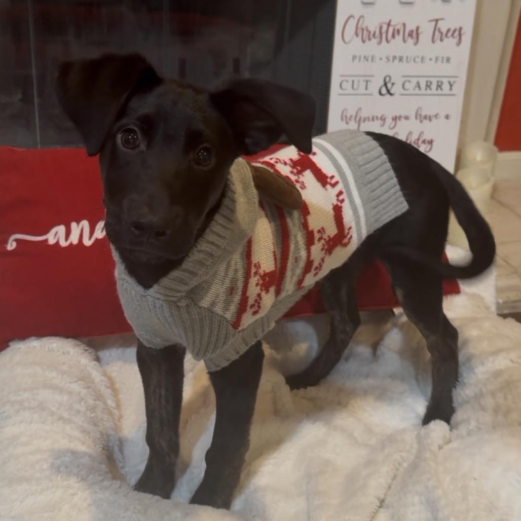 Enlarge Chance, an adopted mixed breed in Williston, VT image 1/4