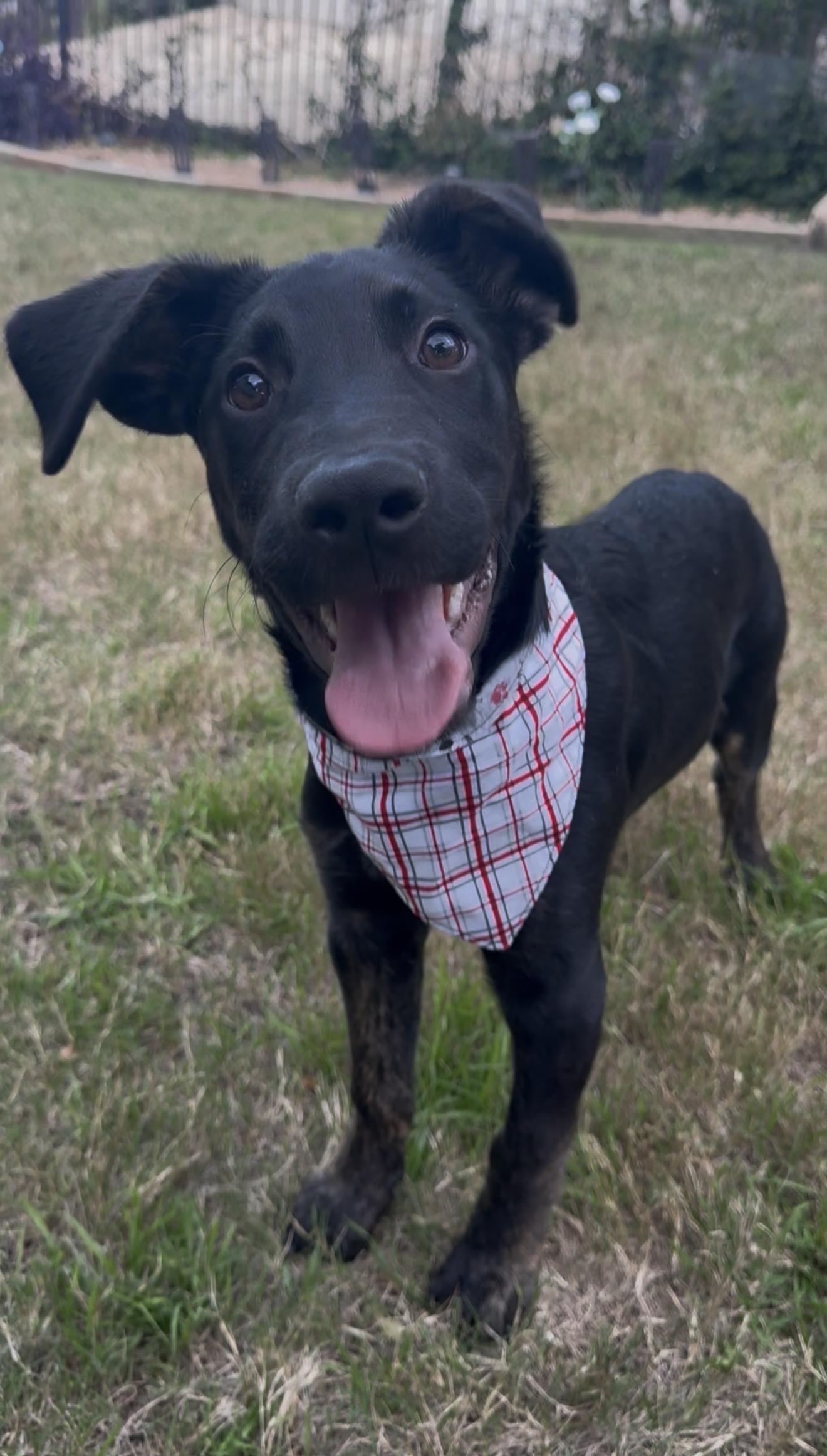 Enlarge Chance, an adopted mixed breed in Williston, VT image 3/4