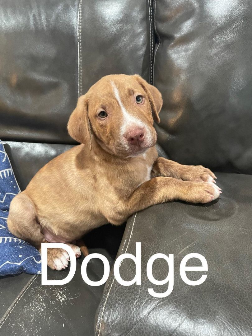 Dodge, Adopted, Puppy Male Hound.