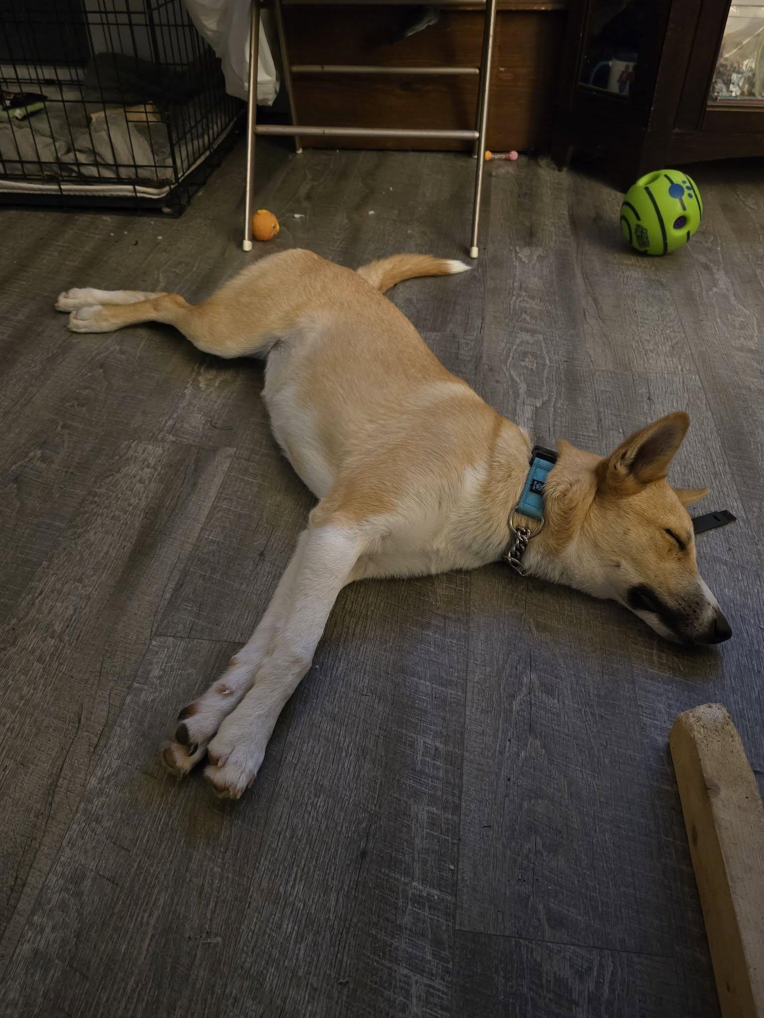 Enlarge Sasha, a Adopted mixed breed in Woodstock, ON image 4/4