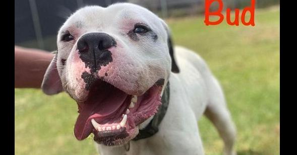 Bud, Adoptable, Adult Male Boxer & American Bulldog.