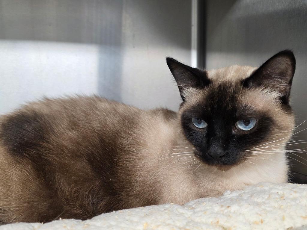 Enlarge Whiskers, a Adoptable Siamese in Camden, TN image 1/1
