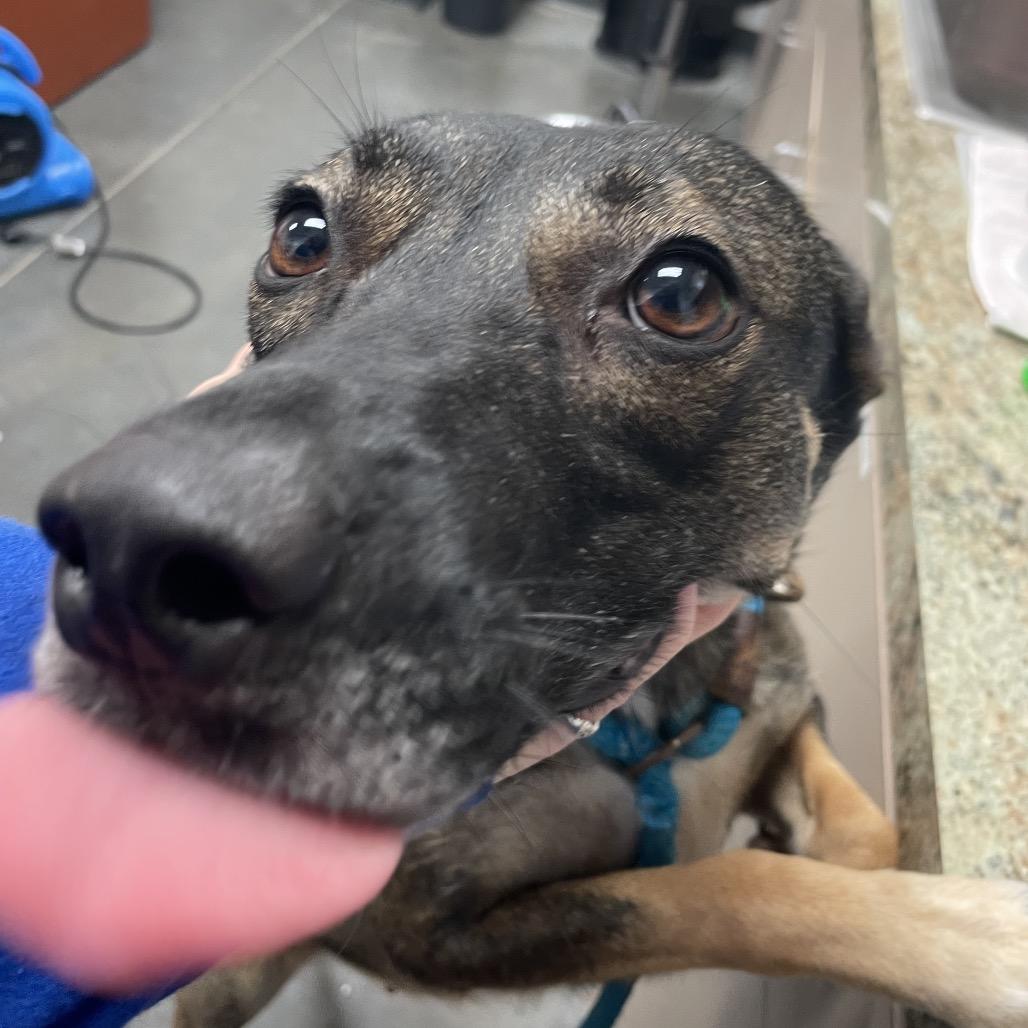 Enlarge Mazie, a Adoptable German Shepherd Dog in Dickinson, TX image 1/3