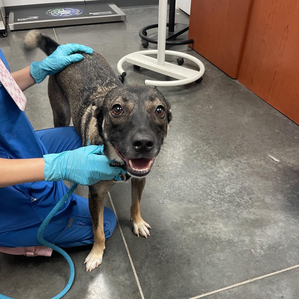 Enlarge Mazie, a Adoptable German Shepherd Dog in Dickinson, TX image 2/3