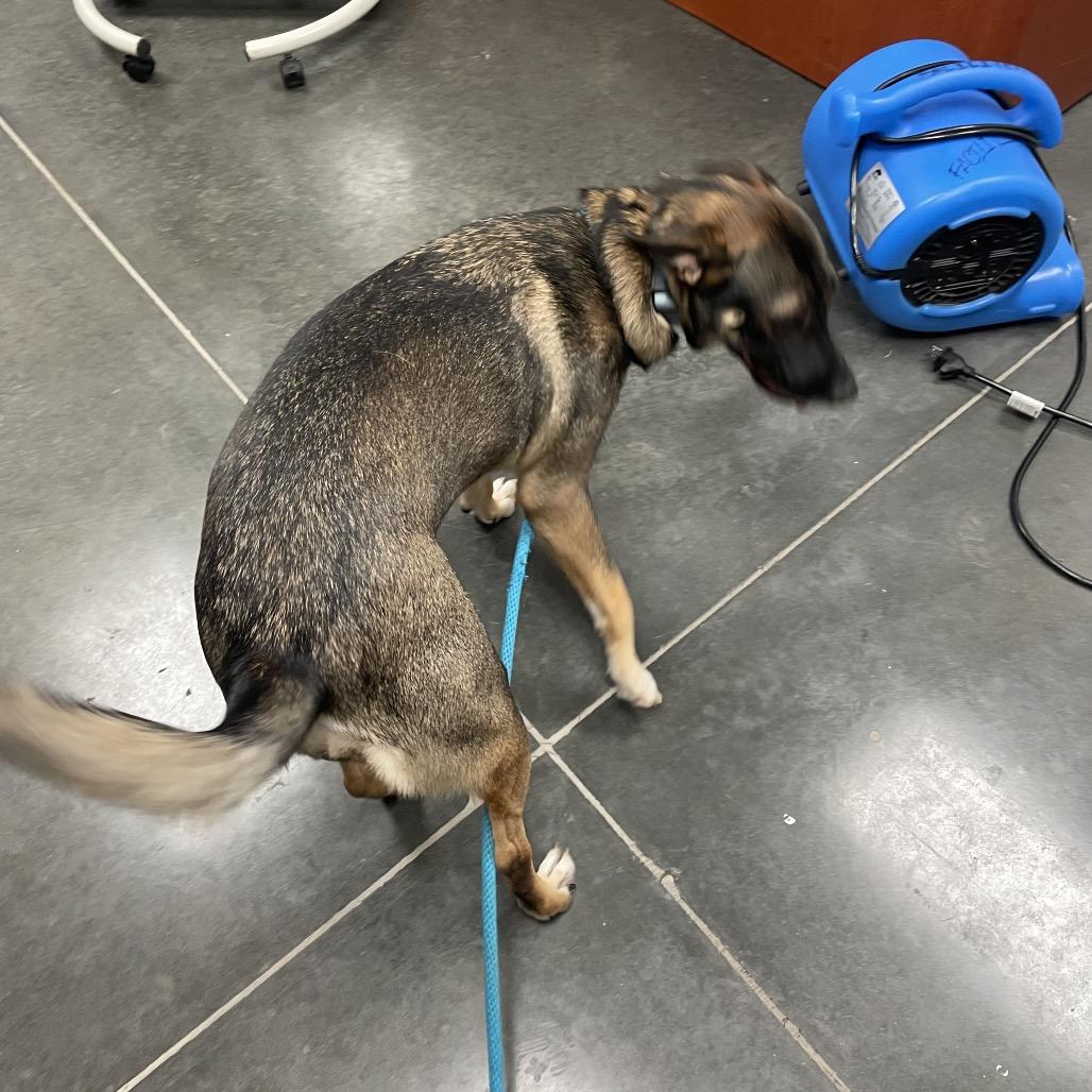 Enlarge Mazie, a Adoptable German Shepherd Dog in Dickinson, TX image 3/3