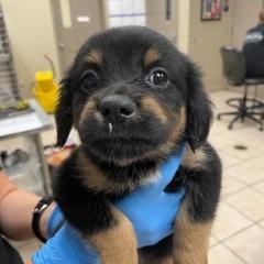 Charlotte, Adoptable, Adult Male Shepherd & Labrador Retriever.