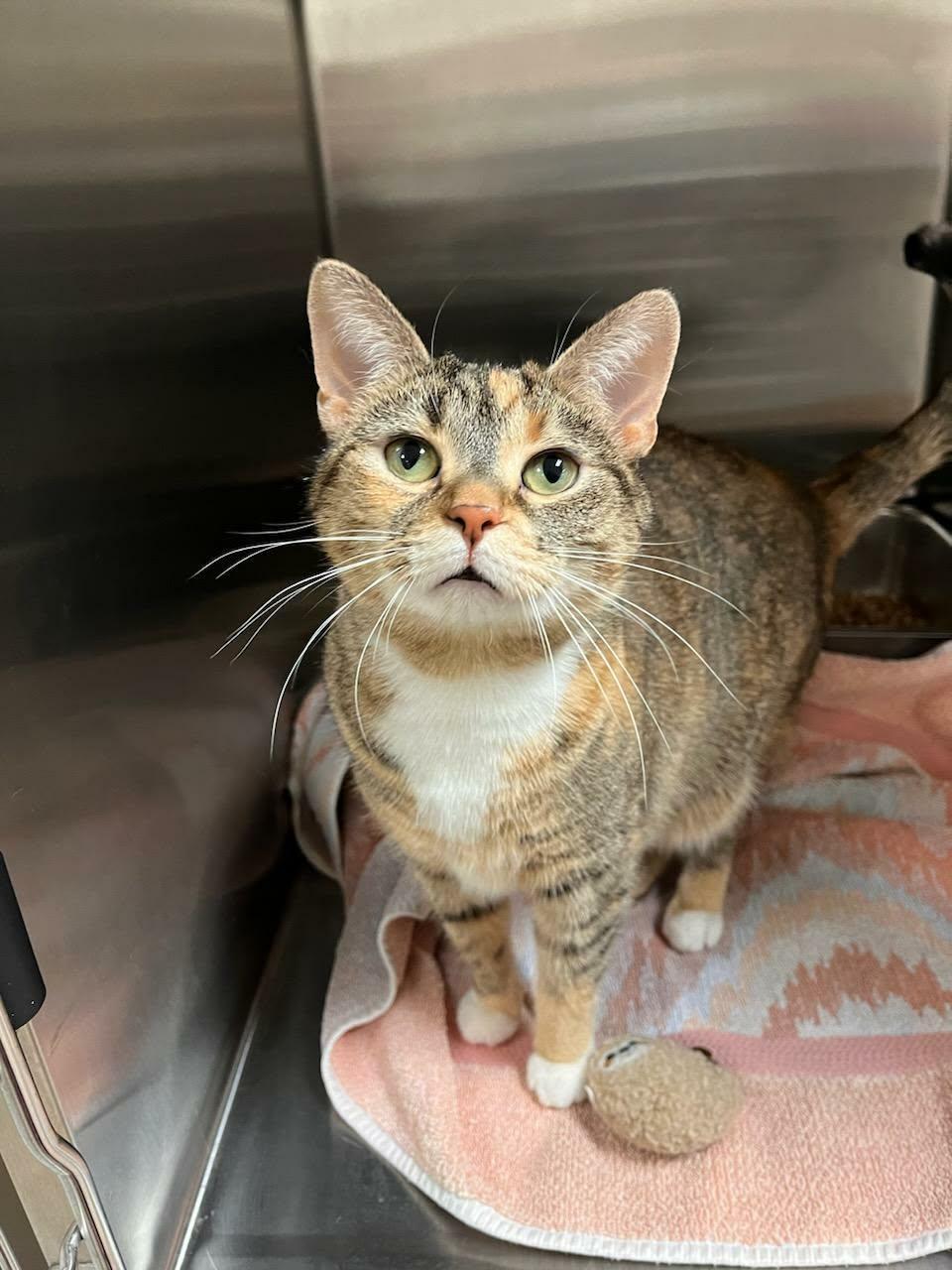 Enlarge Wendy Whiner, an adoptable mixed breed in Chambersburg, PA image 1/1