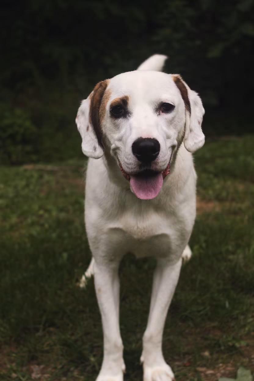 Wes, ADOPTABLE, Adult Male Labrador Retriever.