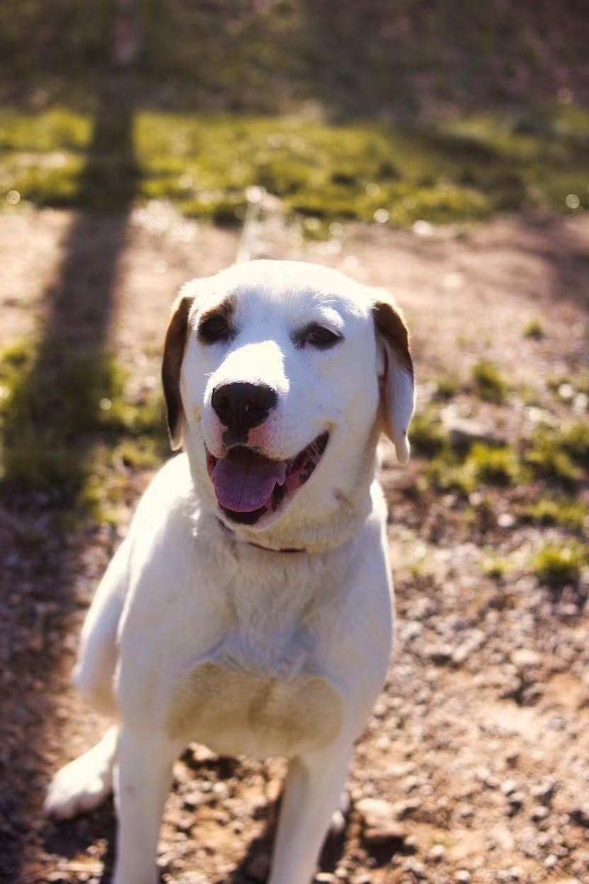 Wes, a ADOPTABLE mixed breed in Grafton, WV image 5/6