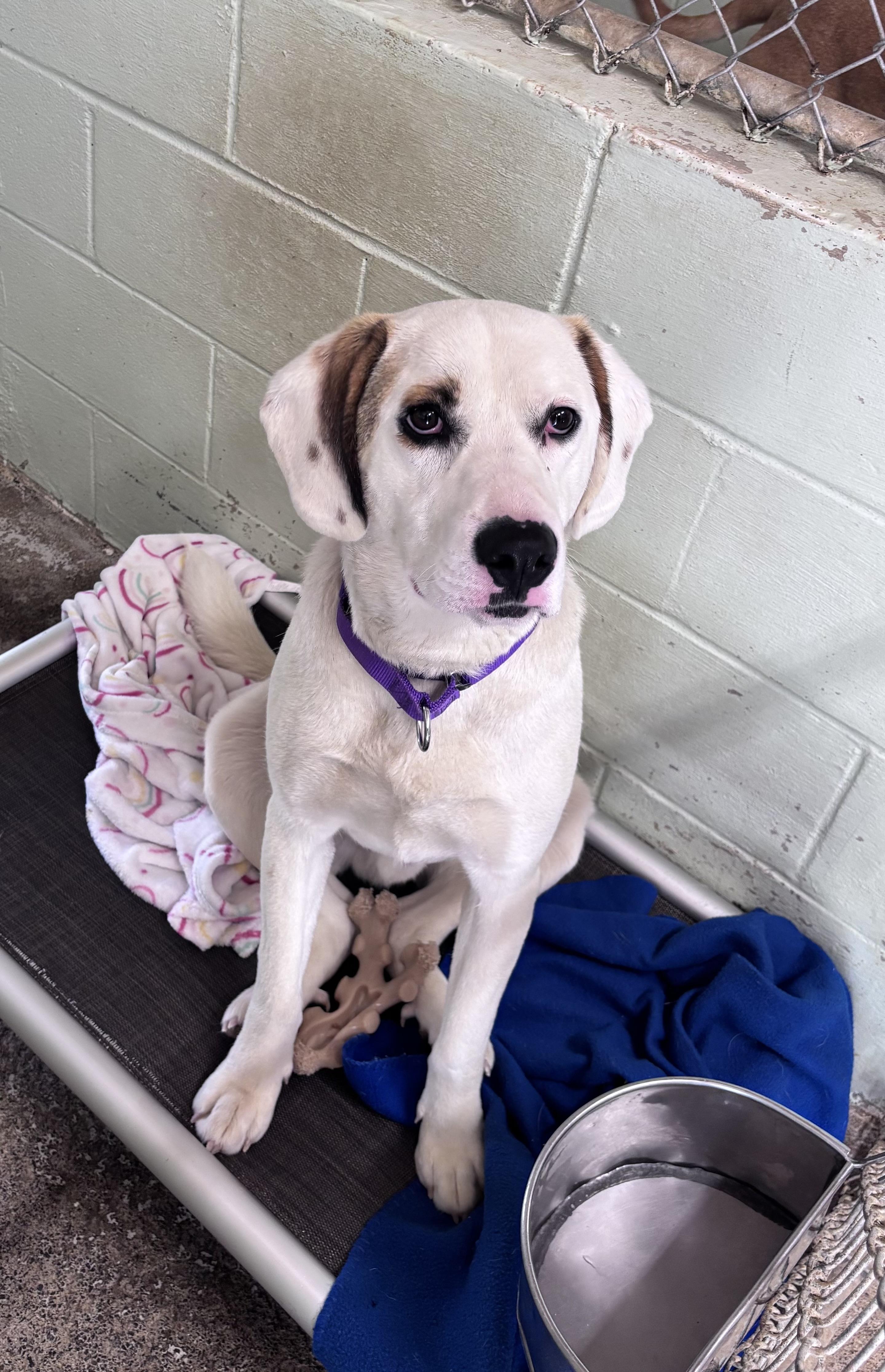Enlarge Wes, a ADOPTABLE mixed breed in Grafton, WV image 2/2
