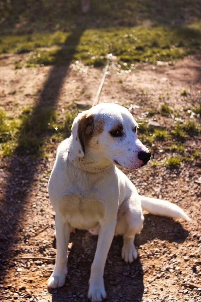 Wes, a ADOPTABLE mixed breed in Grafton, WV image 3/6