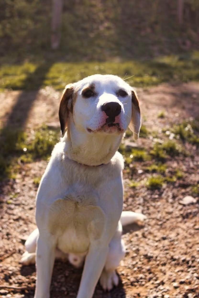 Wes, a ADOPTABLE mixed breed in Grafton, WV image 6/6