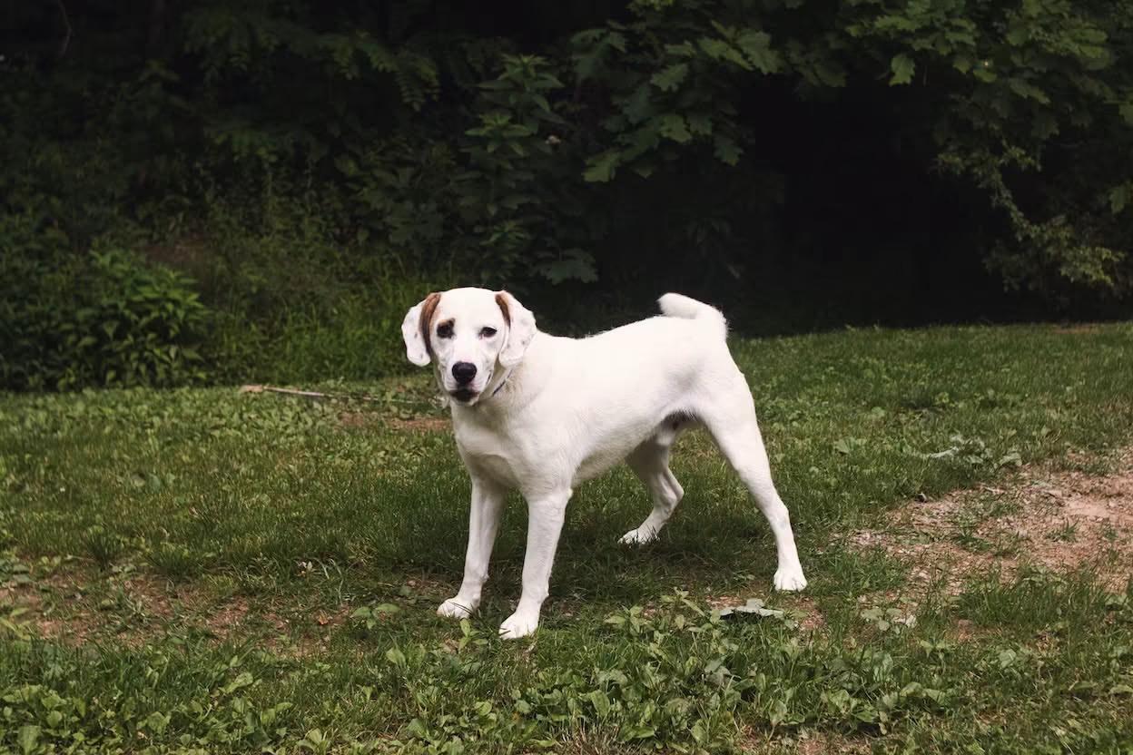 Wes, a ADOPTABLE mixed breed in Grafton, WV image 4/6