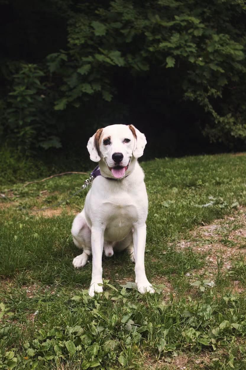 Wes, a ADOPTABLE mixed breed in Grafton, WV image 2/6
